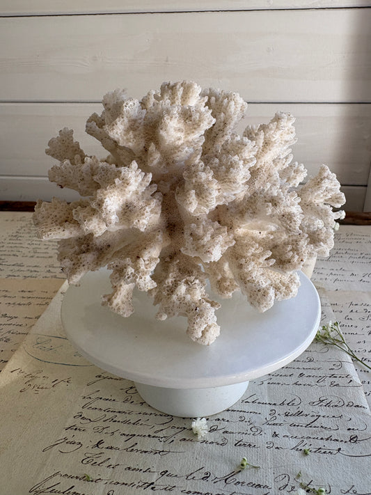 Vintage Cauliflower Coral Specimen