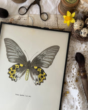Load image into Gallery viewer, Black Hanging Butterfly Frame
