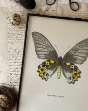 Load image into Gallery viewer, Black Hanging Butterfly Frame
