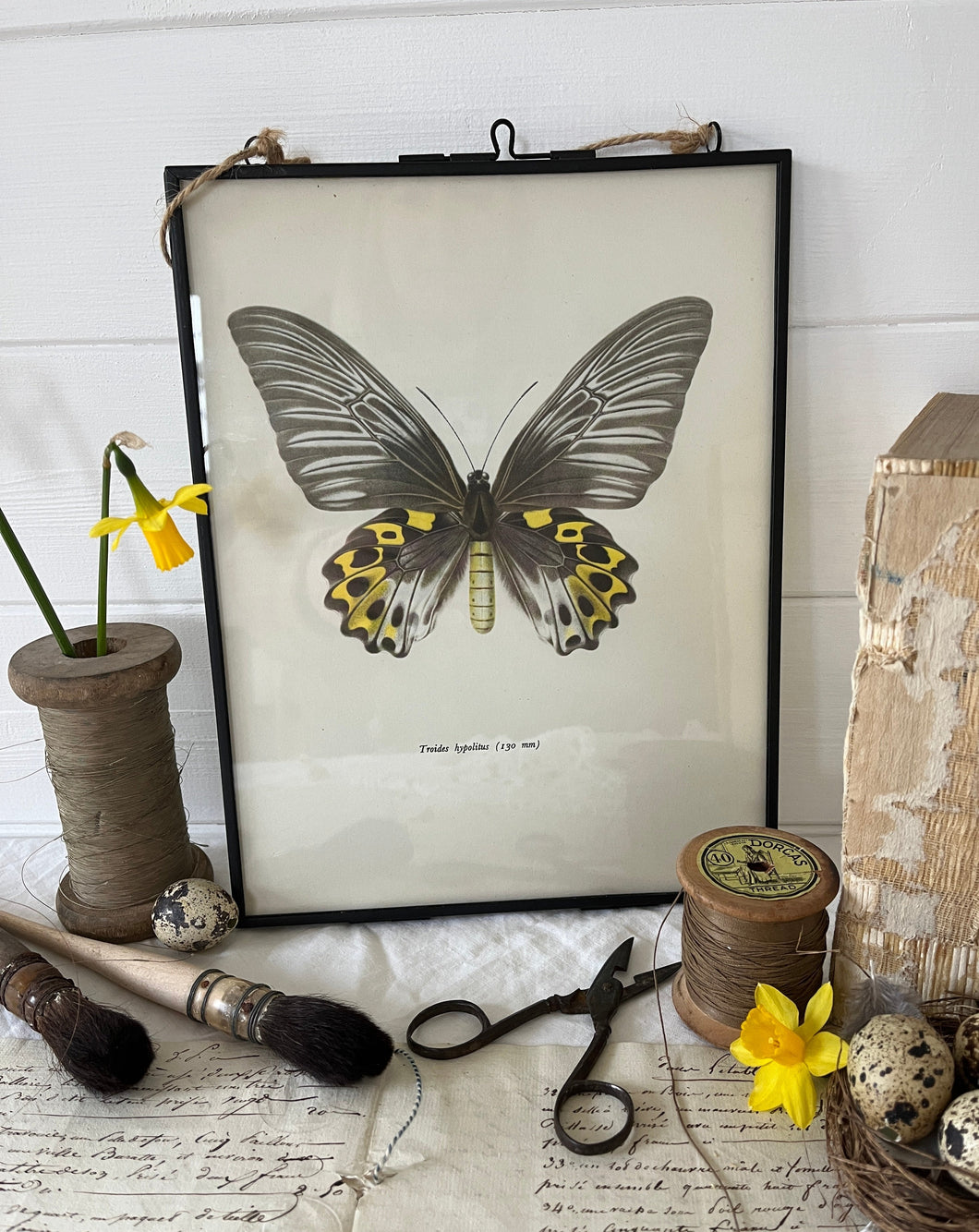 Black Hanging Butterfly Frame