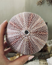 Load image into Gallery viewer, Vintage Sea Urchin Shell
